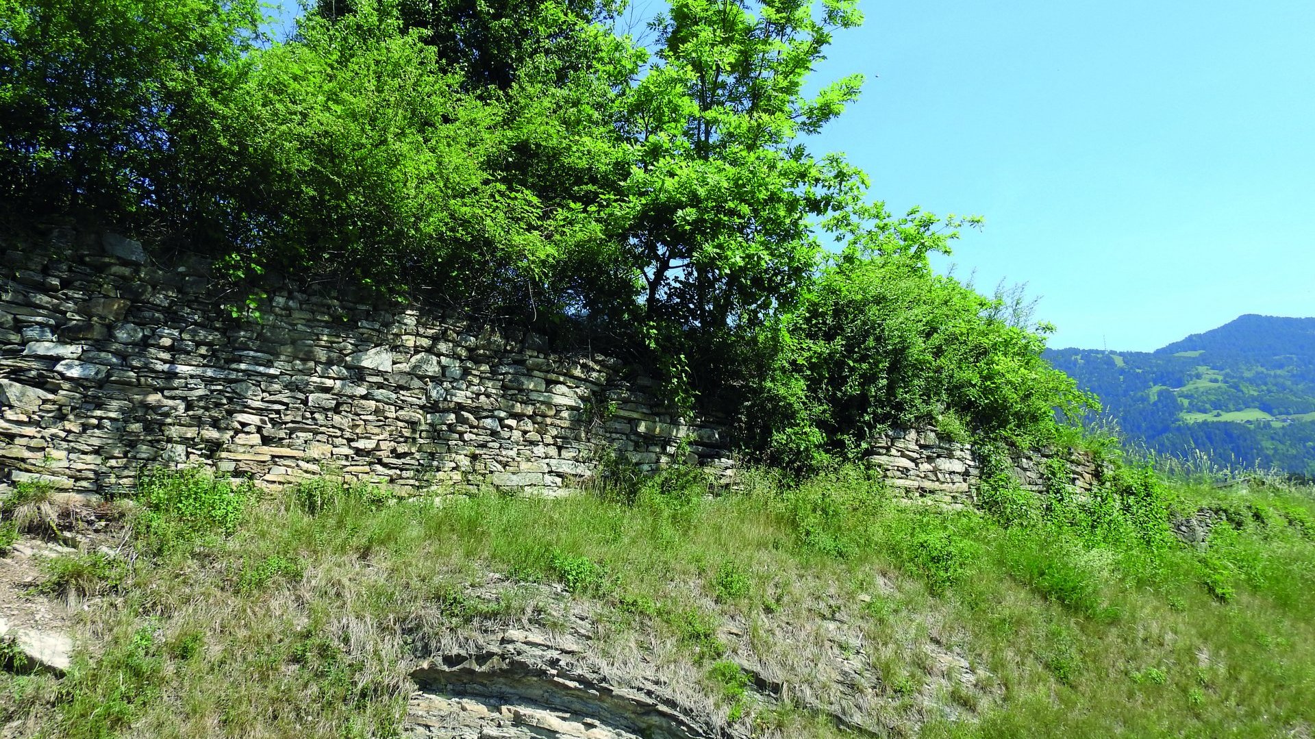 Lebensraum Natursteinmauer