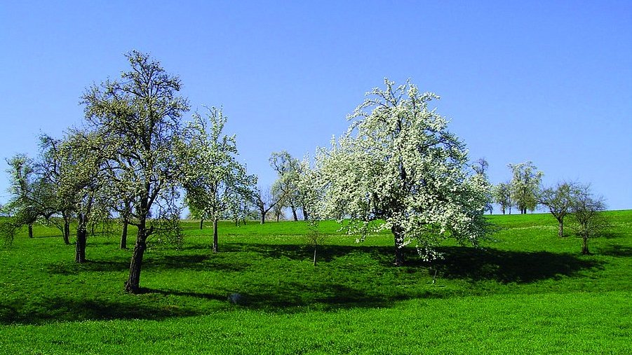 Lebensraum Streuobstwiese