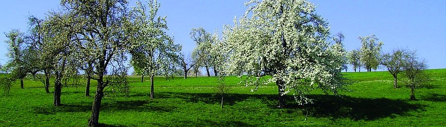Lebensraum Streuobstwiese