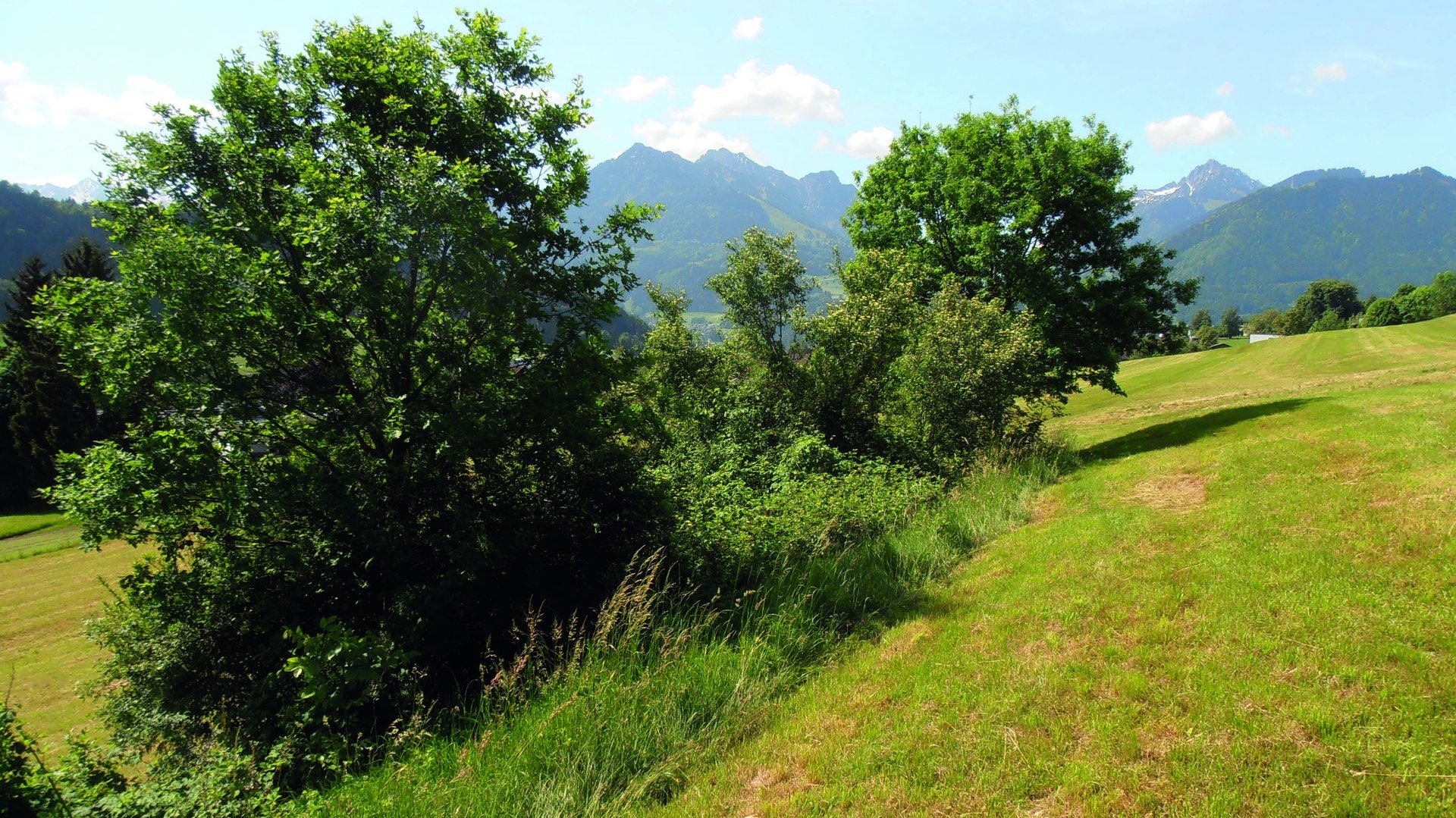 Lebensraum Wildhecke