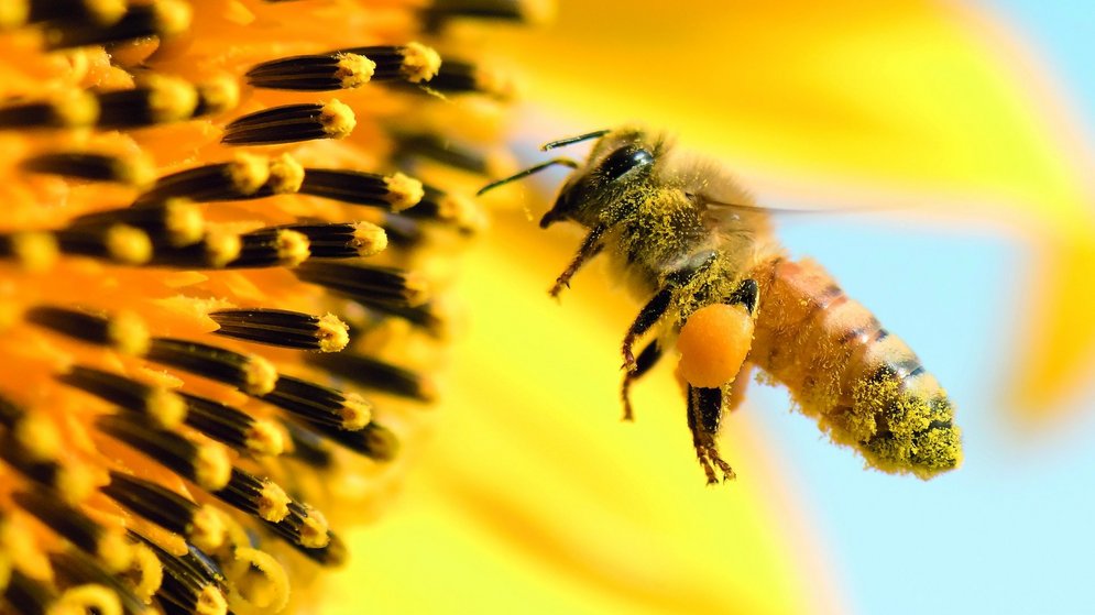 Biene mit Pollensäckchen