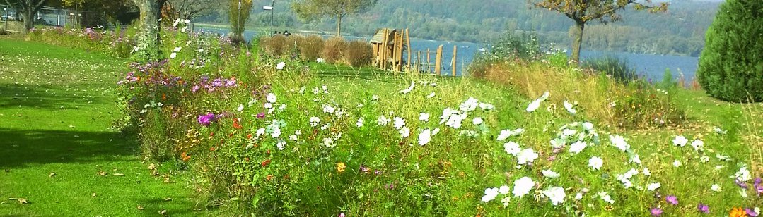 Lebensraum Wildblumenwiese