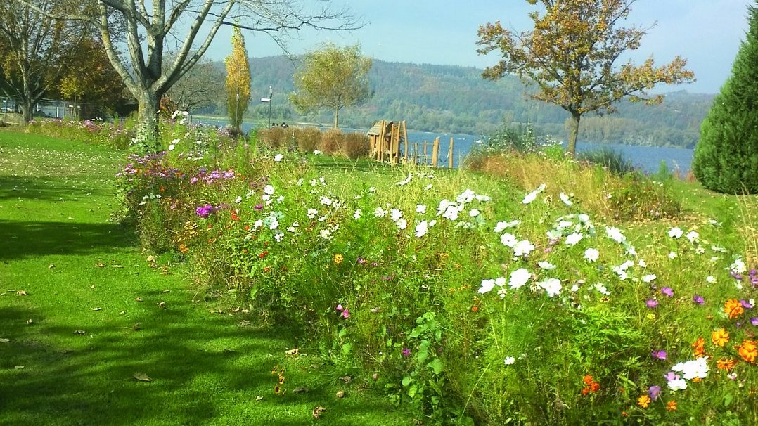 Lebensraum Wildblumenwiese