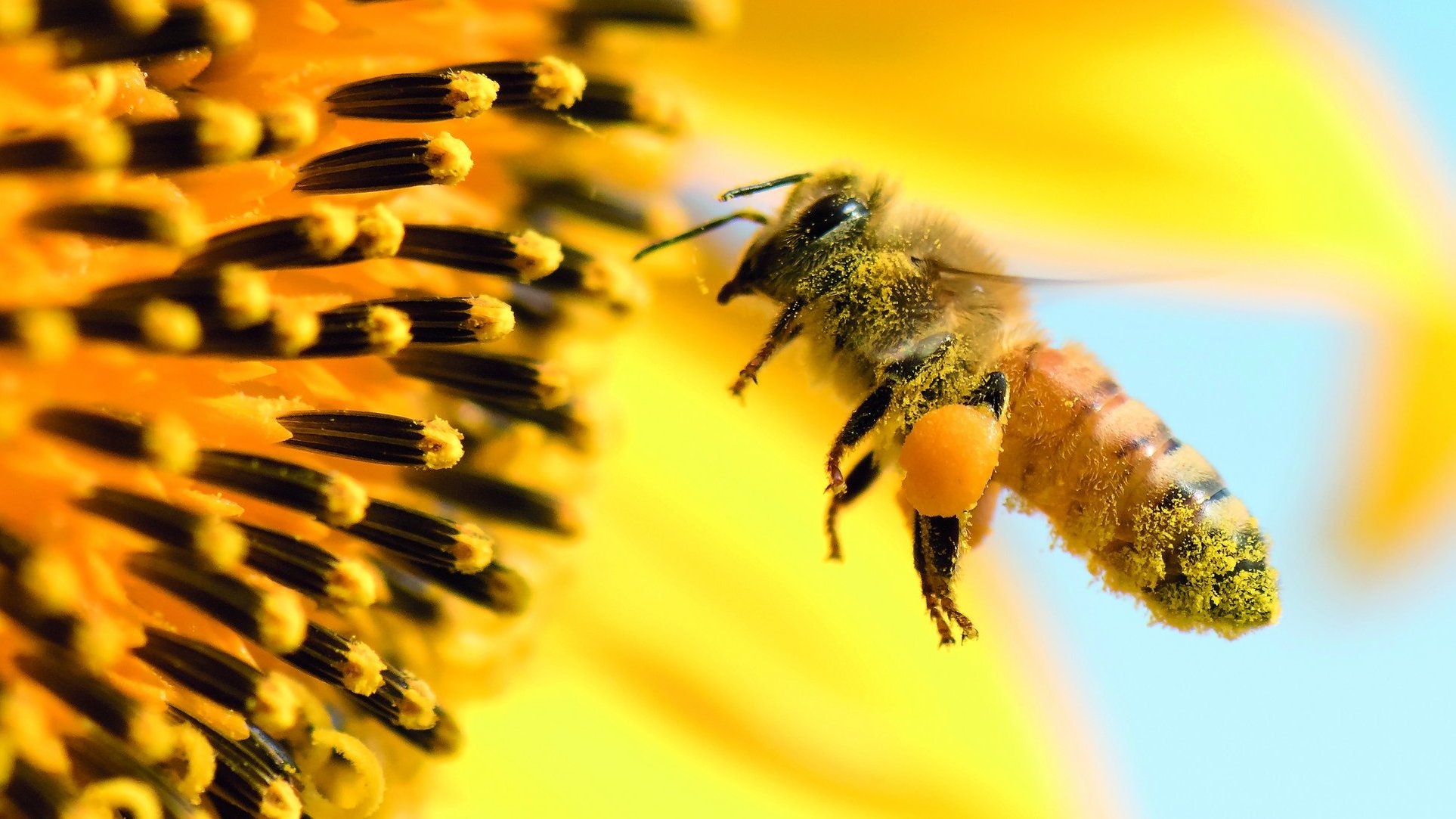 Lebensraum für Honig- und Wildbienen