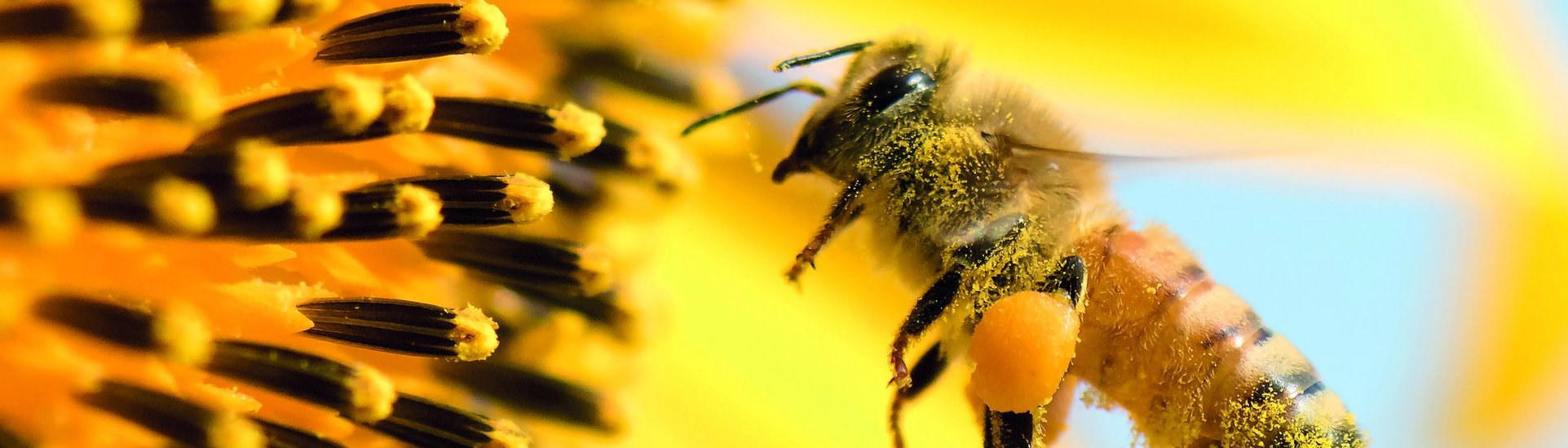 Lebensraum für Honig- und Wildbienen