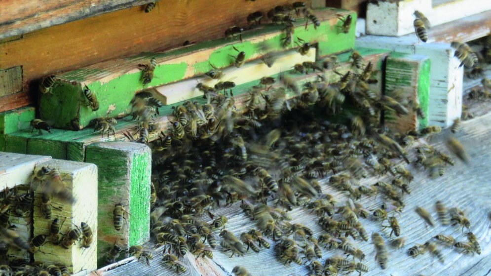 Hochbetrieb am Bienenstand