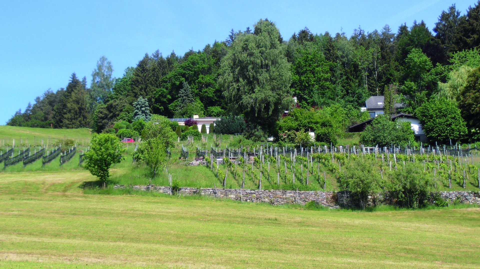 Weinbau in Göfis