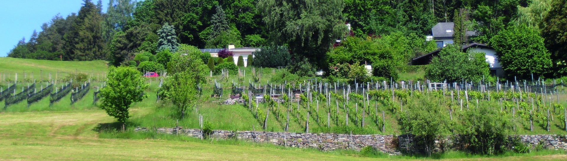 Weinbau in Göfis